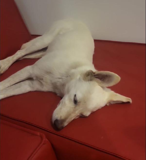 SALVO DOLCE CUCCIOLONE Foto 2