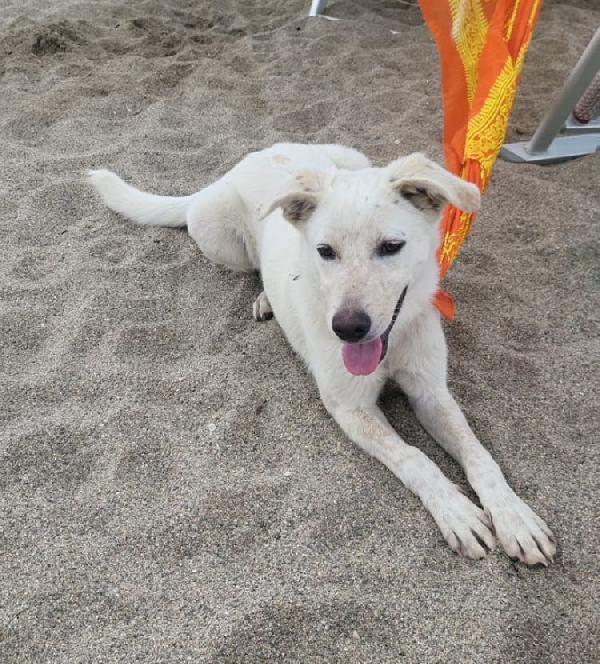 SALVO DOLCE CUCCIOLONE Foto 3