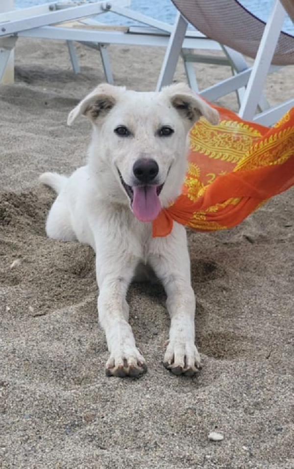 SALVO DOLCE CUCCIOLONE Foto 4