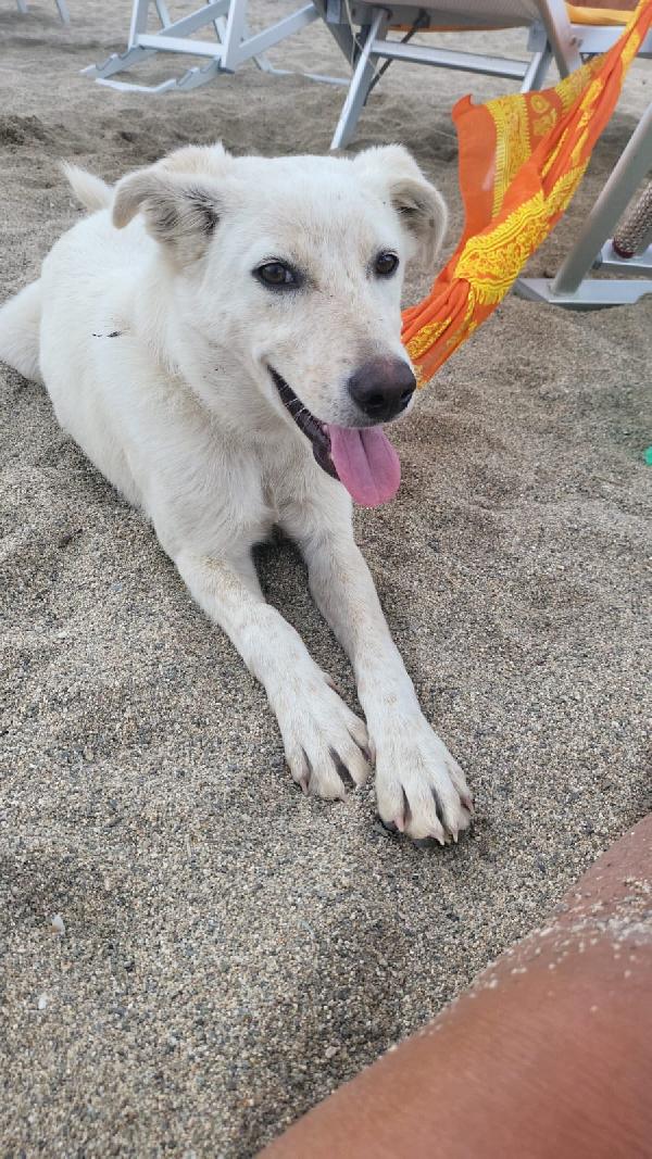 SALVO DOLCE CUCCIOLONE Foto 5