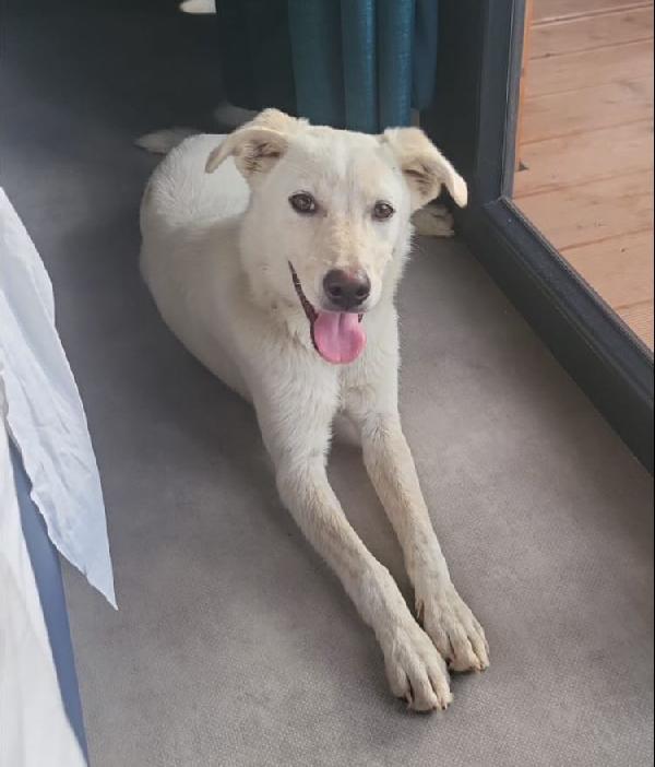 SALVO DOLCE CUCCIOLONE Foto 6