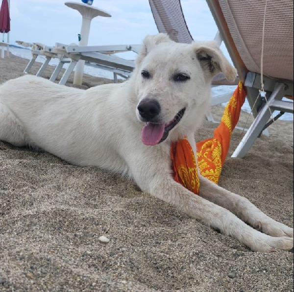 SALVO DOLCE CUCCIOLONE Foto 7