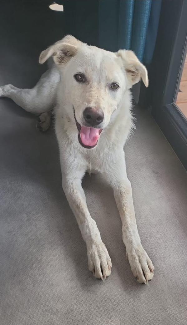 SALVO DOLCE CUCCIOLONE Foto 8