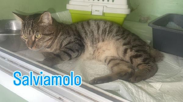 Mushu Tenero Gattino