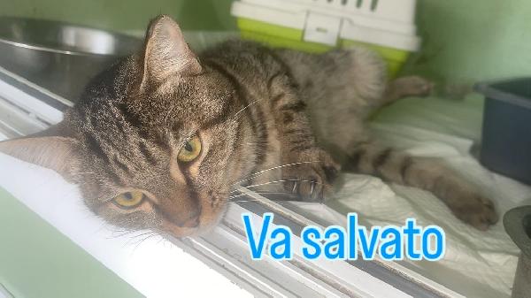 MUSHU TENERO GATTINO Foto 2