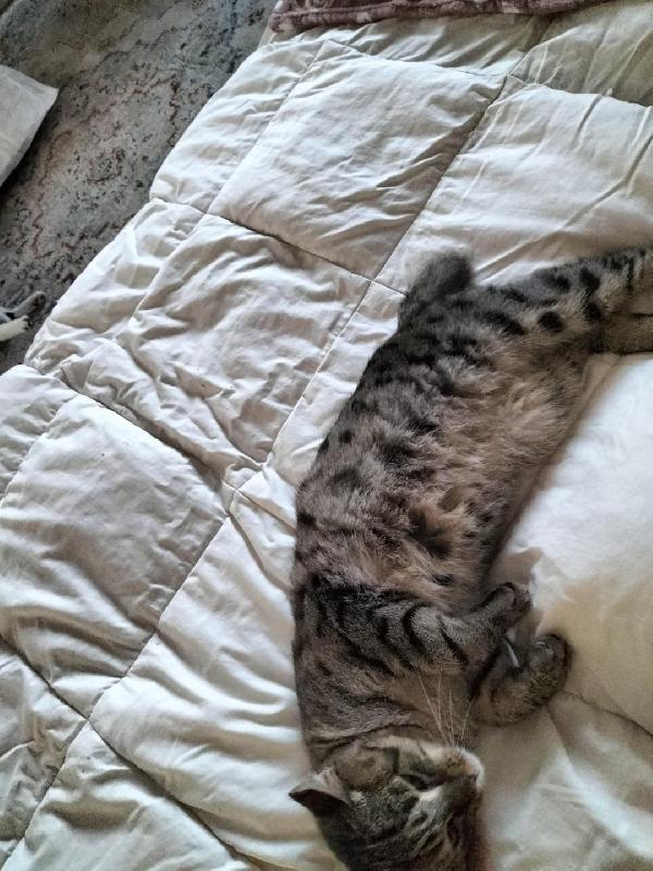 MUSHU TENERO GATTINO Foto 3