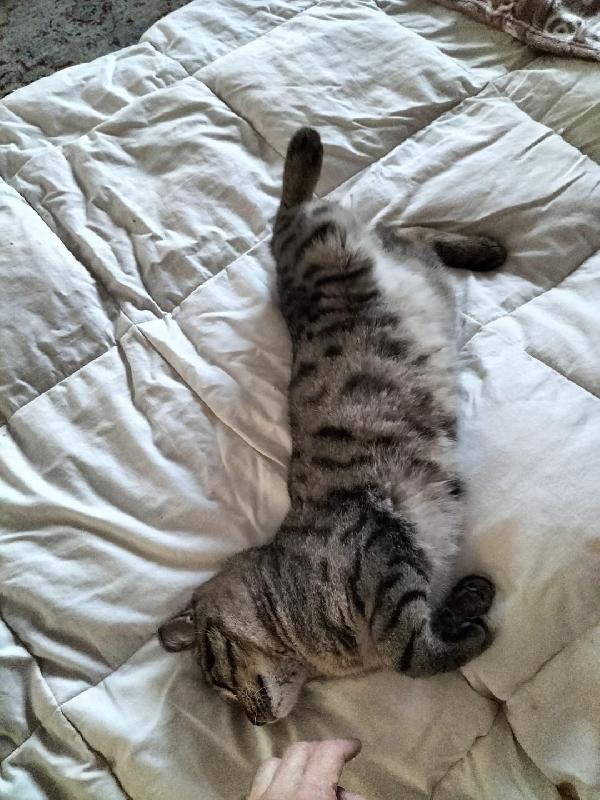 MUSHU TENERO GATTINO Foto 4