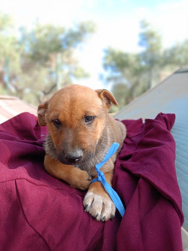 Ares meraviglioso cucciolo cerca famiglia  Foto 2