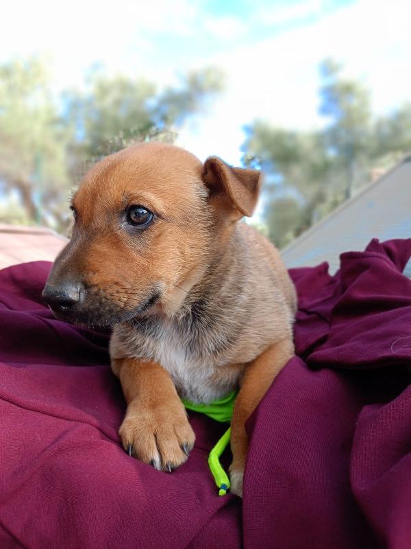 Ares meraviglioso cucciolo cerca famiglia  Foto 3