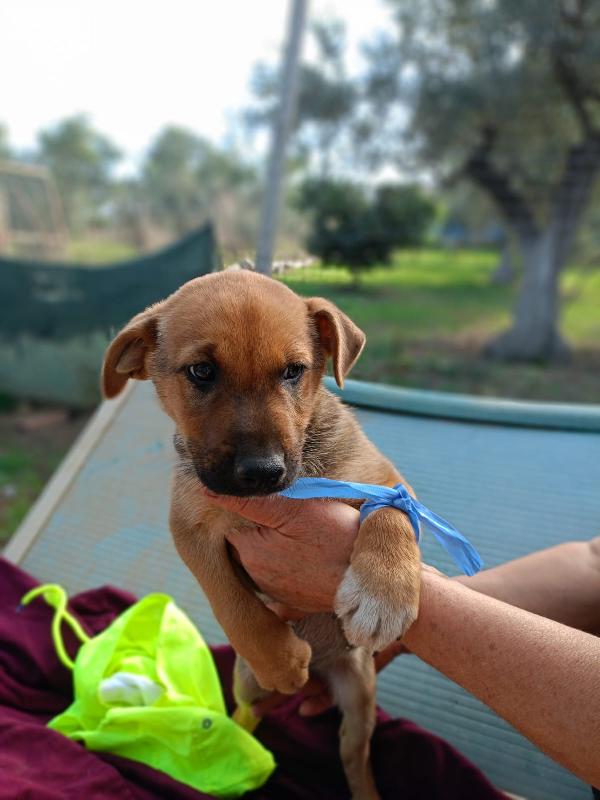 Ares meraviglioso cucciolo cerca famiglia  Foto 4