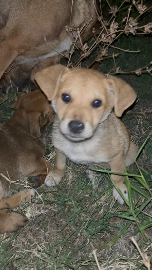 Penelope dolce cucciola cerca famiglia  Foto 2