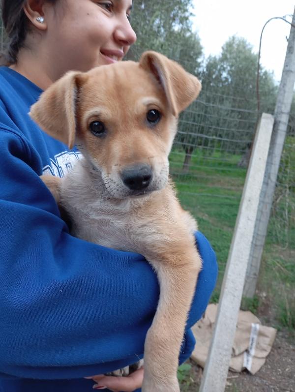 Penelope dolce cucciola cerca famiglia  Foto 3