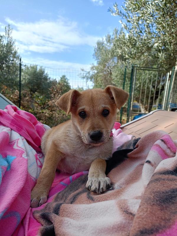 Penelope dolce cucciola cerca famiglia  Foto 4