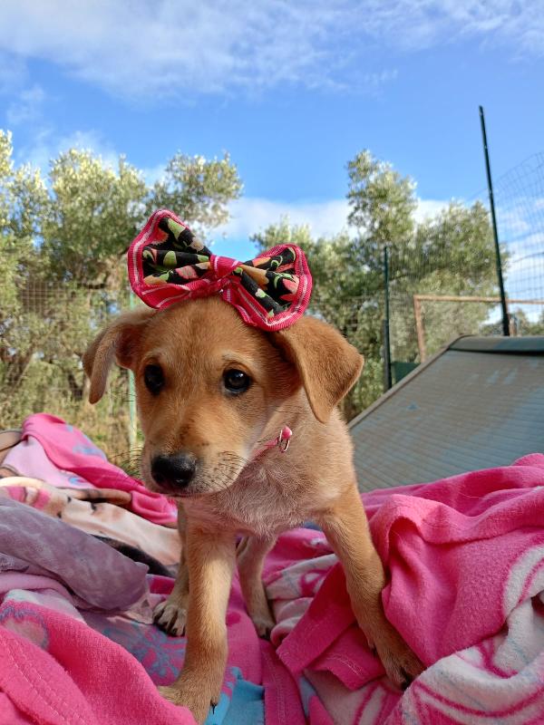 Penelope dolce cucciola cerca famiglia  Foto 5