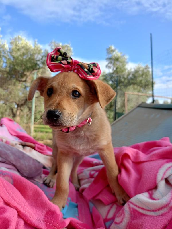 Penelope dolce cucciola cerca famiglia  Foto 6