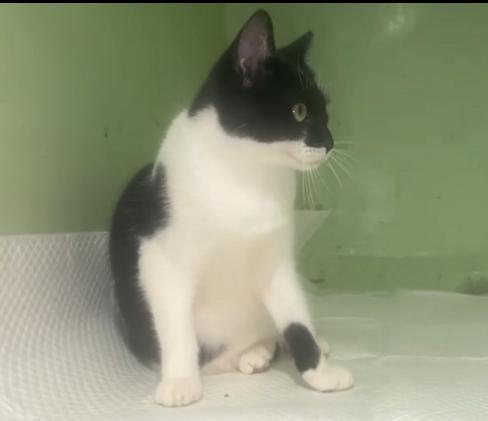 Sakura Tenera Gattina