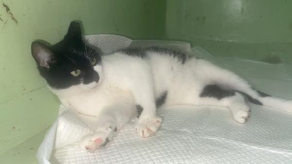 SAKURA TENERA GATTINA Foto 2