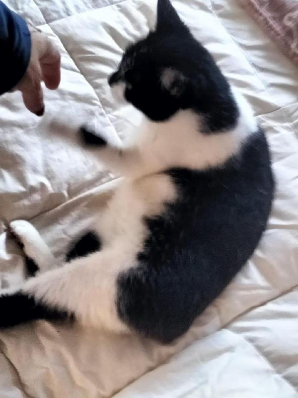 SAKURA TENERA GATTINA Foto 3