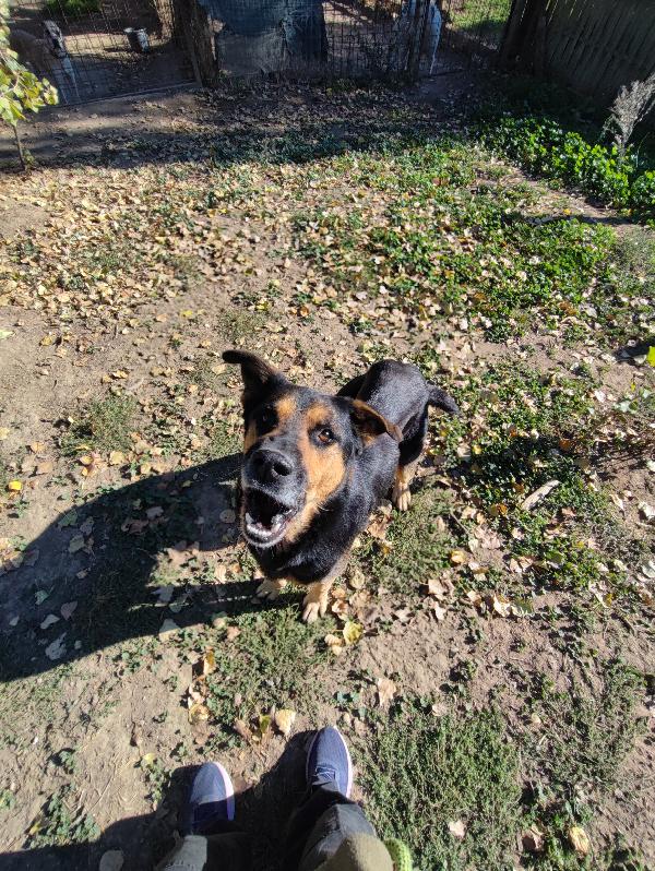 Ettore, la mamma muore e lui finisce in gabbia  Foto 5