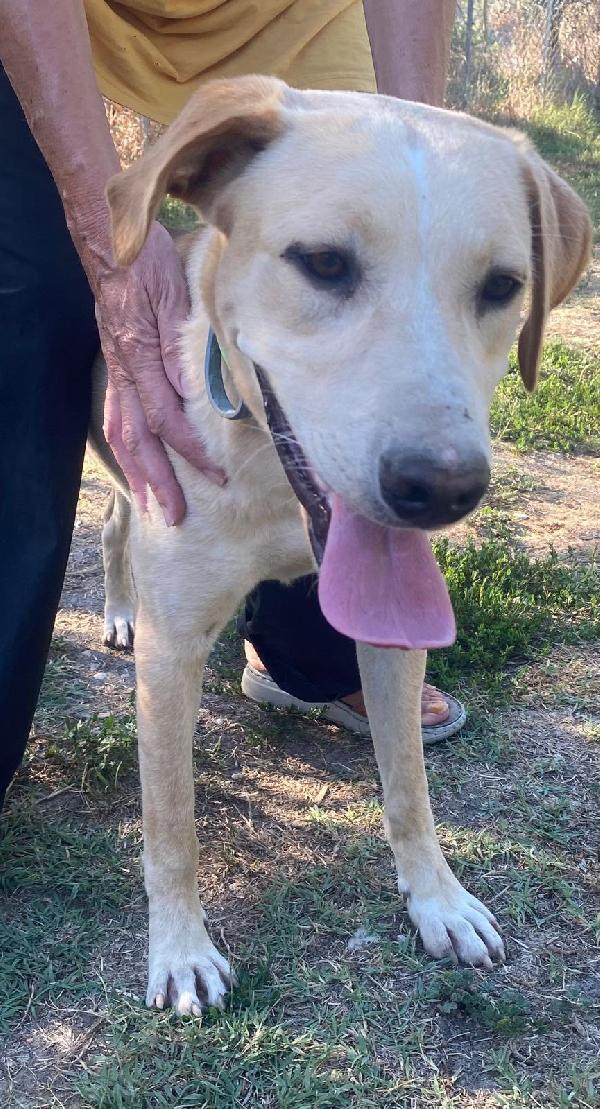 Tao Dolce Cucciolone