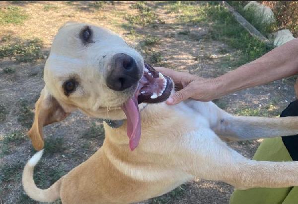 TAO DOLCE CUCCIOLONE Foto 2