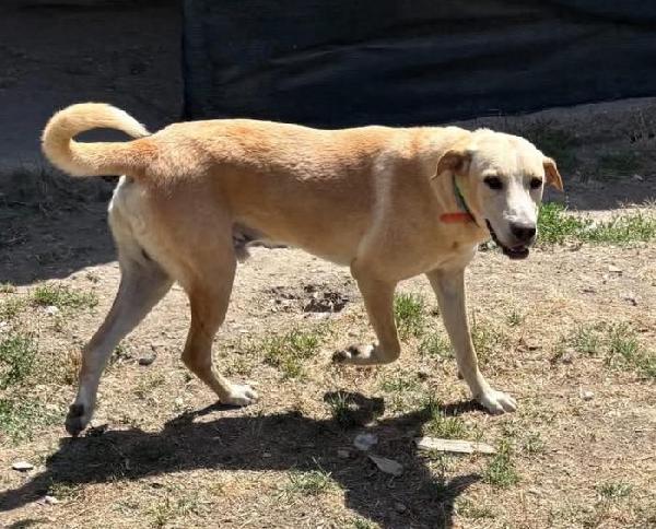 TAO DOLCE CUCCIOLONE Foto 3