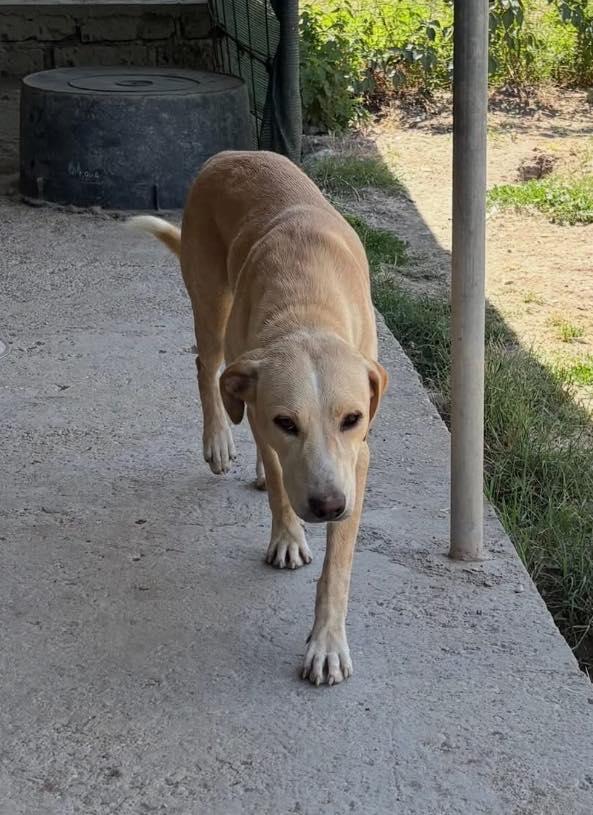 TAO DOLCE CUCCIOLONE Foto 4