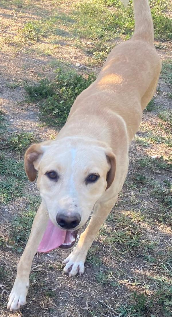 TAO DOLCE CUCCIOLONE Foto 5