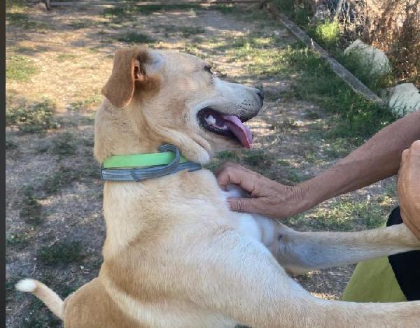 TAO DOLCE CUCCIOLONE Foto 6