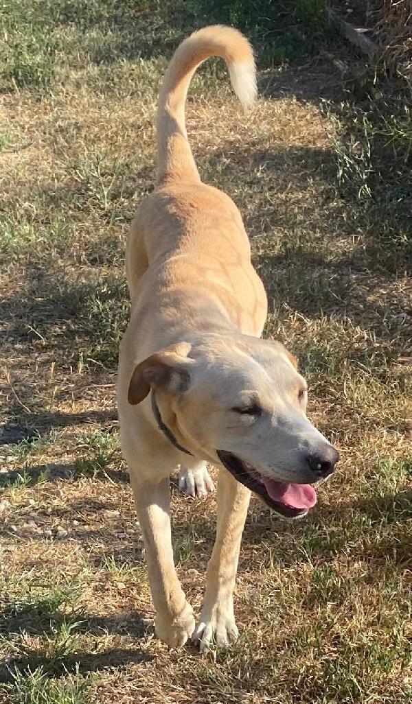 TAO DOLCE CUCCIOLONE Foto 7