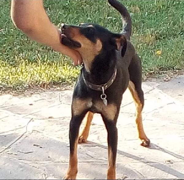 Daisy Tenera Simil Pinscher