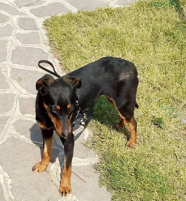 DAISY TENERA SIMIL PINSCHER Foto 2
