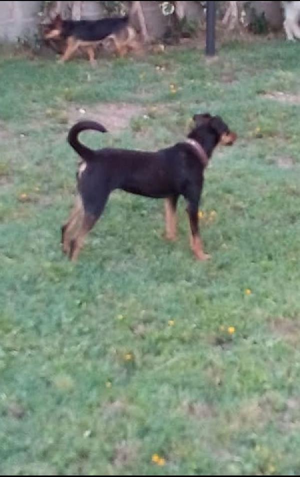 DAISY TENERA SIMIL PINSCHER Foto 3