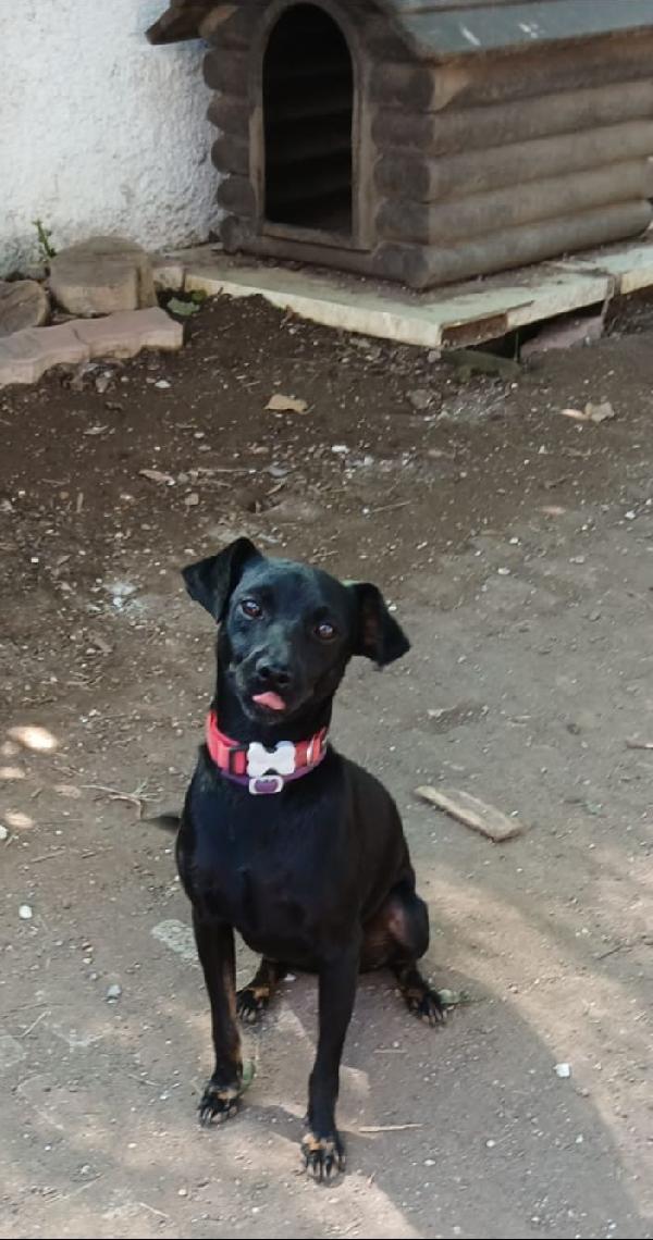 PICCLO PEPITO Foto 2