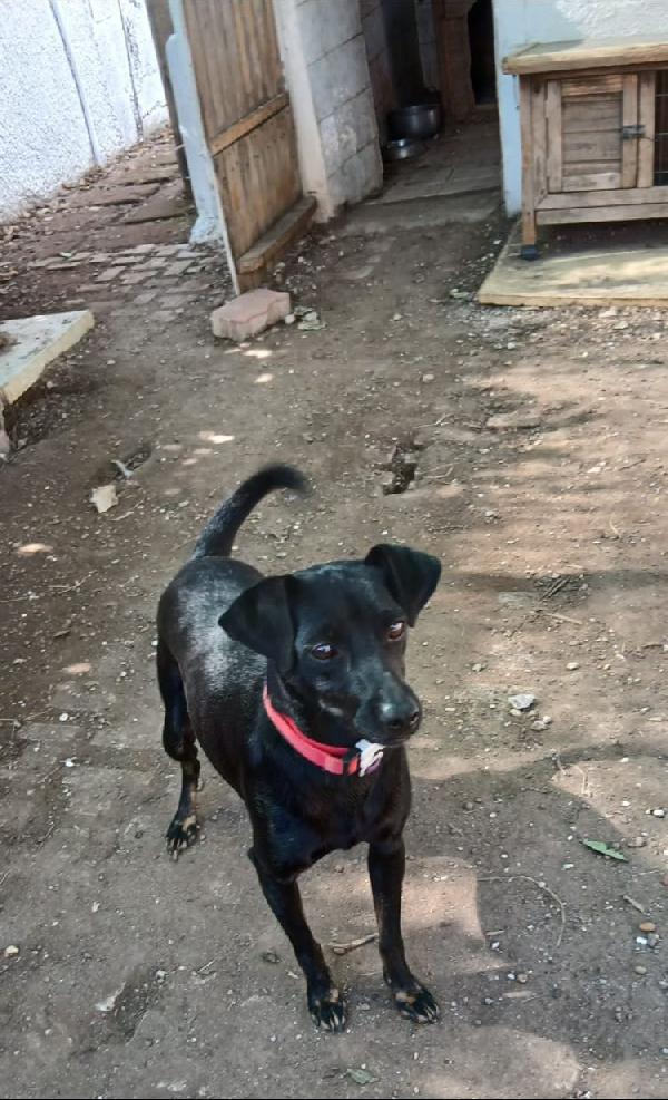 PICCLO PEPITO Foto 3