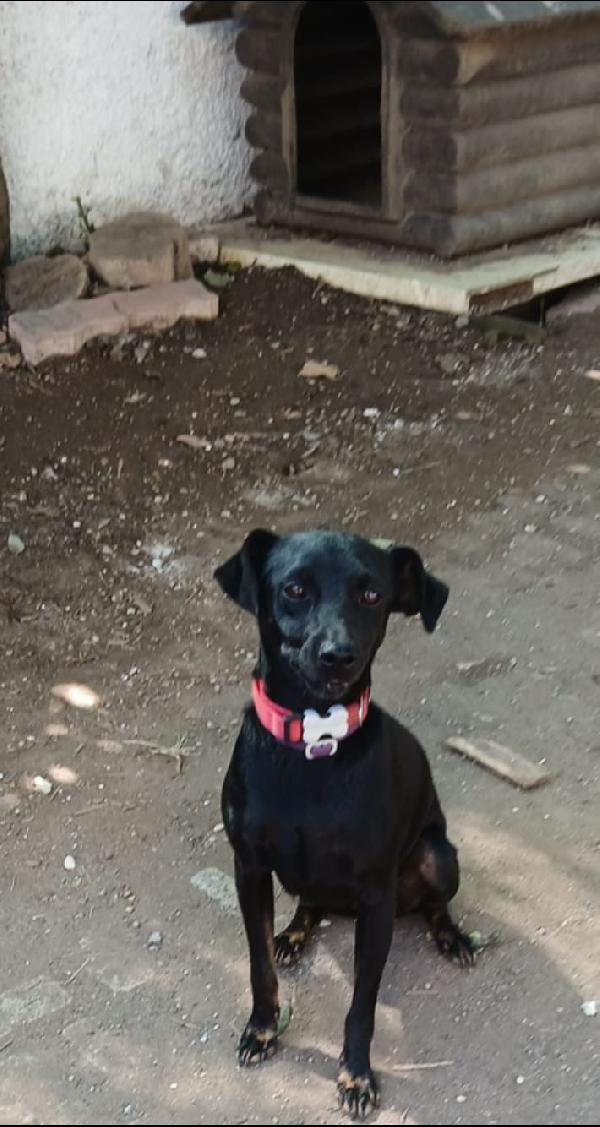 PICCLO PEPITO Foto 4