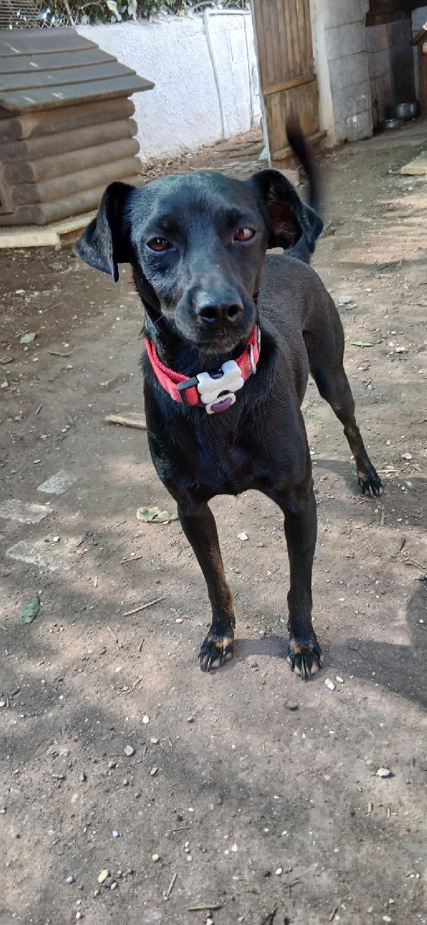 PICCLO PEPITO Foto 5