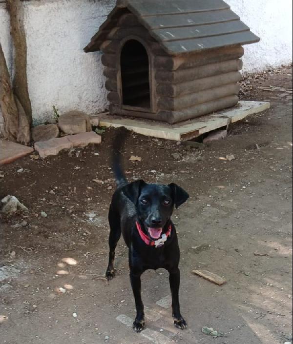 PICCLO PEPITO Foto 6