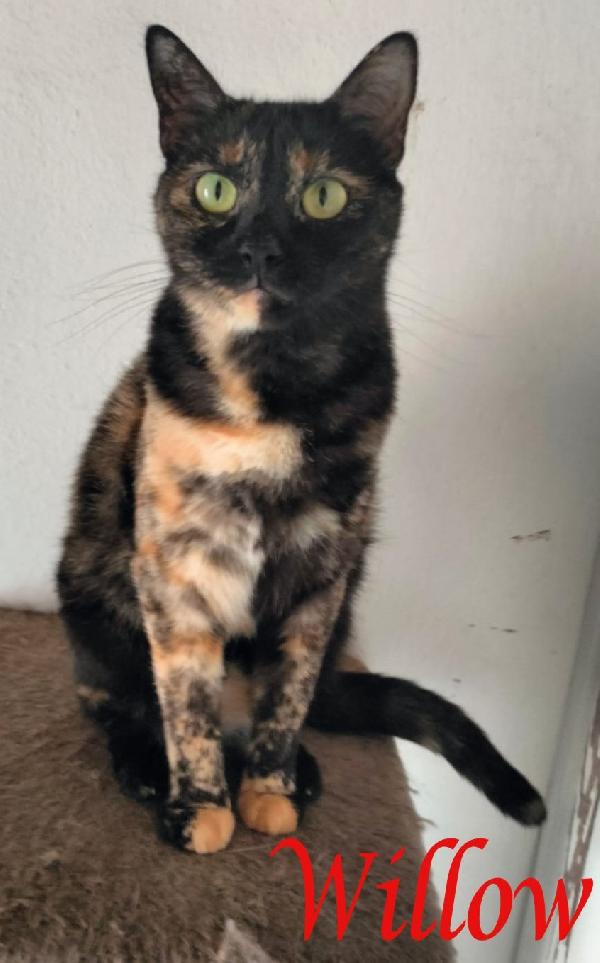 Willow, Dolce Gatta Da Adottare!