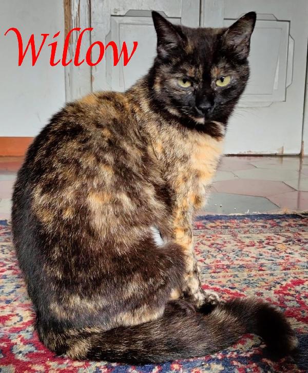 WILLOW, dolce gatta da adottare! Foto 2