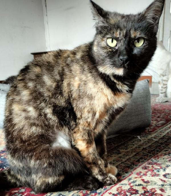 WILLOW, dolce gatta da adottare! Foto 3