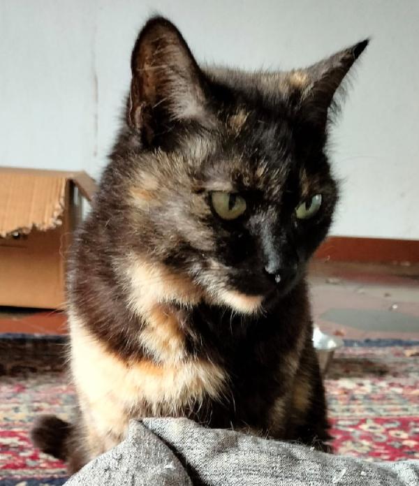 WILLOW, dolce gatta da adottare! Foto 4