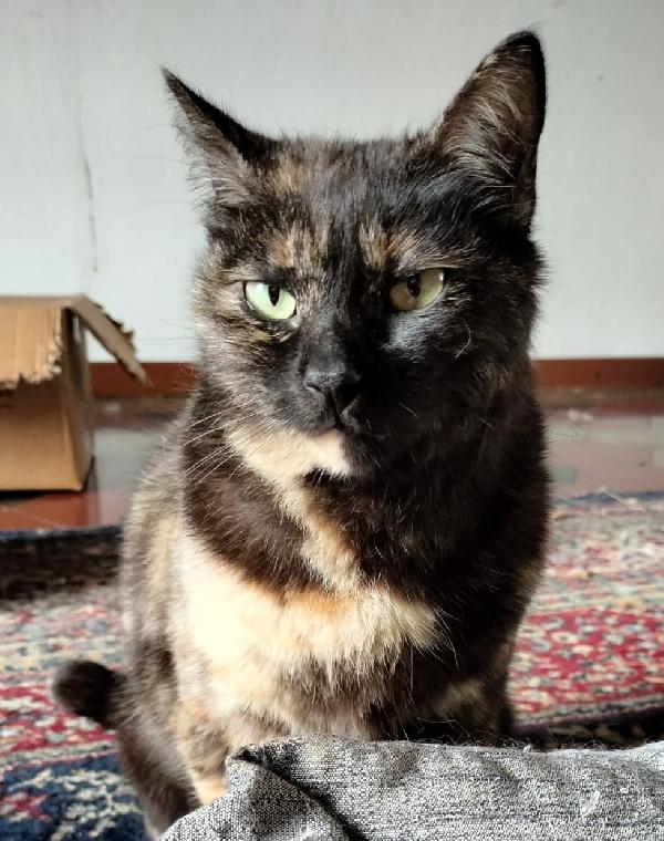 WILLOW, dolce gatta da adottare! Foto 5