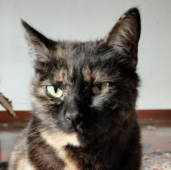 WILLOW, dolce gatta da adottare! Foto 6