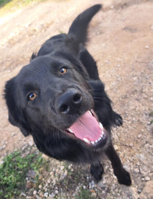 Blacky Mix Border Collie 