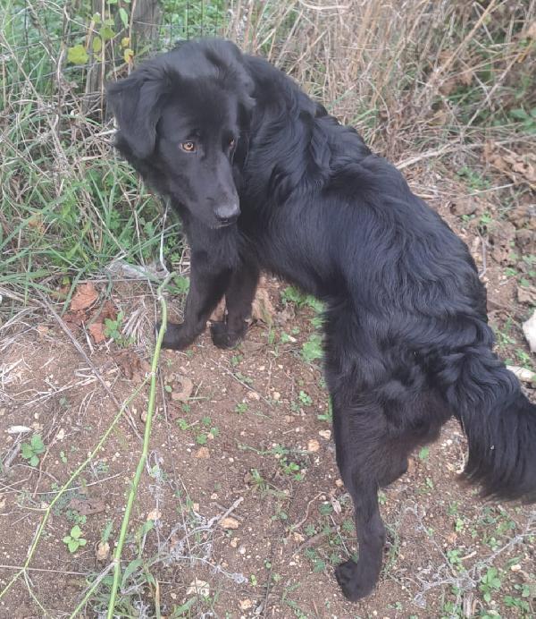 BLACKY MIX BORDER COLLIE  Foto 3