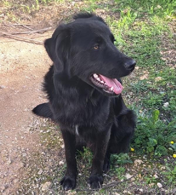 BLACKY MIX BORDER COLLIE  Foto 2
