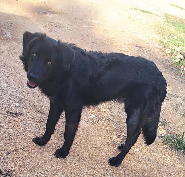 BLACKY MIX BORDER COLLIE  Foto 4