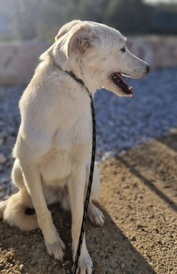 Aisha dolce cucciola 5 mesi taglia media  Foto 3