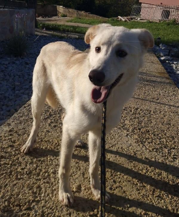 Aisha dolce cucciola 5 mesi taglia media  Foto 2